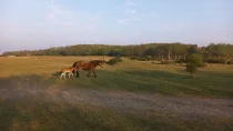 Ferienhaus Holland kaufen 020