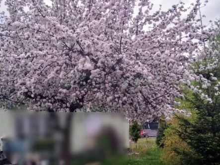  - Grundstück kaufen in Seifhennersdorf - Grundstück zur Erholung mit einem Bungalow, gelegen in einer ruhigen Umgebung von Seifhennersdorf