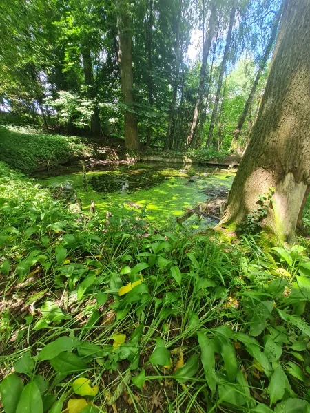  - Grundstück kaufen in Friedberg - Idyllisches Grundstück im Wald mit 2 Weihern und alter Holzhütte - Perfekter Rückzugsort für Naturliebhaber!