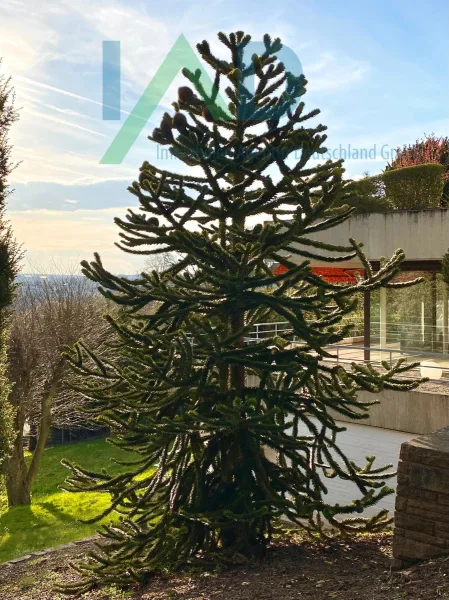 Terrasse - Haus kaufen in Pforzheim - Einfamilienhaus mit Blick auf Natur und Eleganz: Willkommen zu Hause!