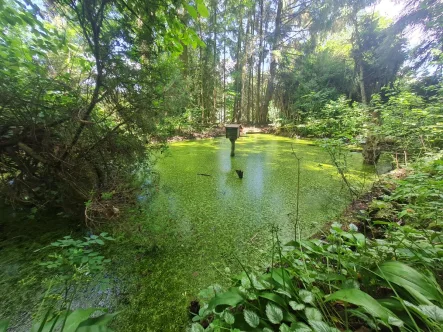  - Grundstück kaufen in Friedberg - Ihr idyllischer Rückzugsort im Grünen: Charmantes Waldgrundstück für Naturliebhaber!