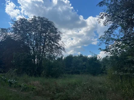  - Grundstück kaufen in Steinreich / Damsdorf - Naturverbundene Lage mit Top-Anbindung – Traumgrundstück in Steinreich