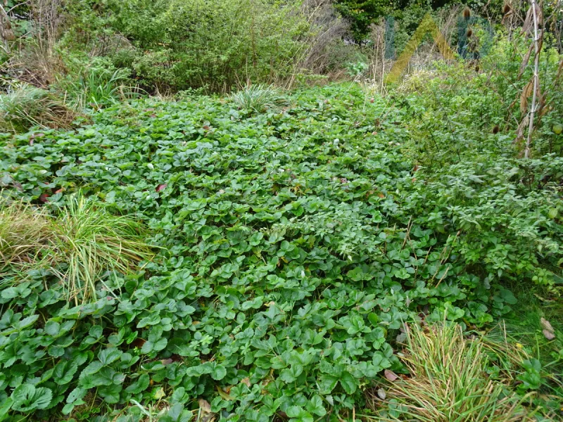 Erdbeerbeet - Haus kaufen in Ursensollen / Reinbrunn - Ehemaliger Landgasthof möchte zu neuem Leben erweckt werden