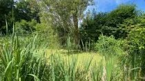 Idyllischer Teich