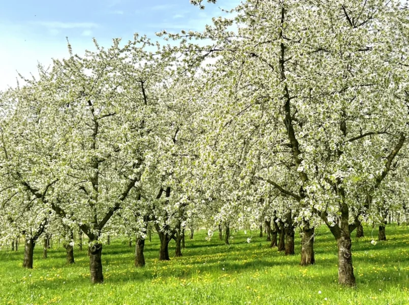 Blüten Feldberg - Haus kaufen in Müllheim - WOW.Rarität Ehemaliger Bauernhof im Markgräflerland!Traumhafter Innenhof/ Scheune/ Winzerkeller usw