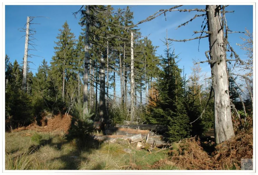 Naturpark Schwarzwald Mitte- Nord