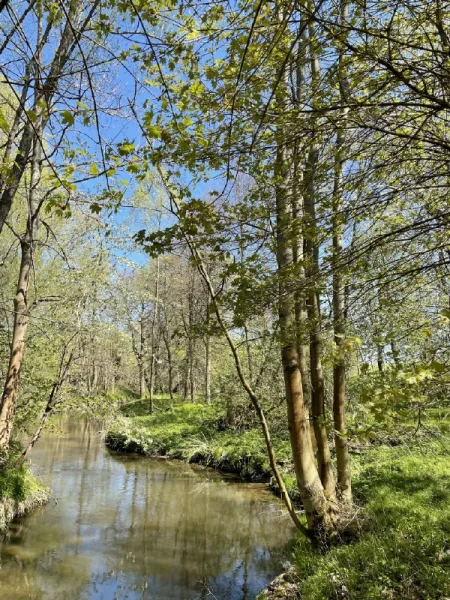 Ihr Garten an der Wesenitz - Haus kaufen in Bischofswerda - Wohnen im Grünen und am Wasser!