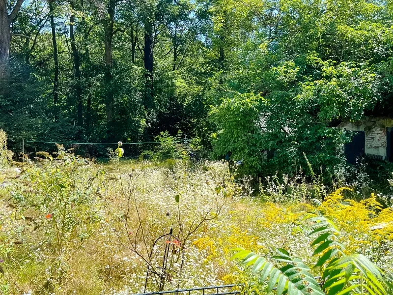 Blick in den Garten