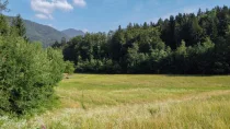 Bergblick, Wälder und Wiesen