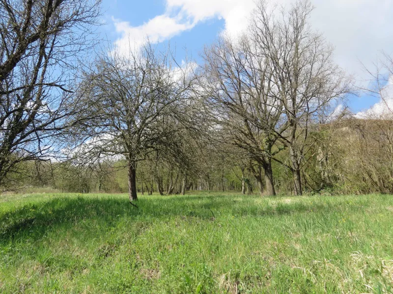 Blick aufs Grundstück - Grundstück kaufen in Obrigheim - Baugrundstück in Obrigheim-Mörtelstein!