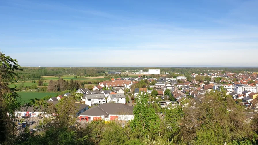 Blick über Weingarten