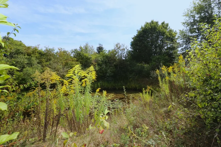 Teich im Lauterdörfle