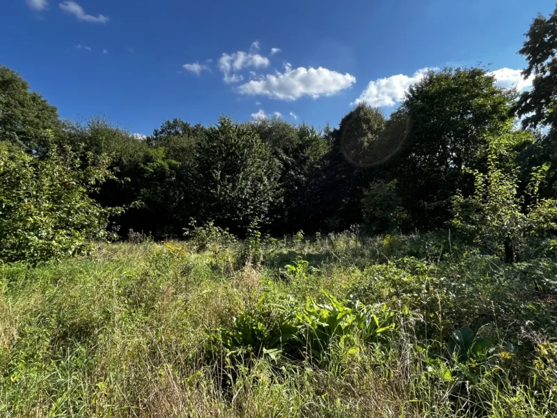 naturbelassene Bauernwiese