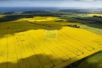 Rapsfelder in der Umgebung von Kühlungsborn