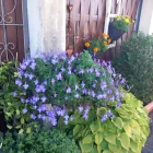 Sommerimpressionen Dachterrasse