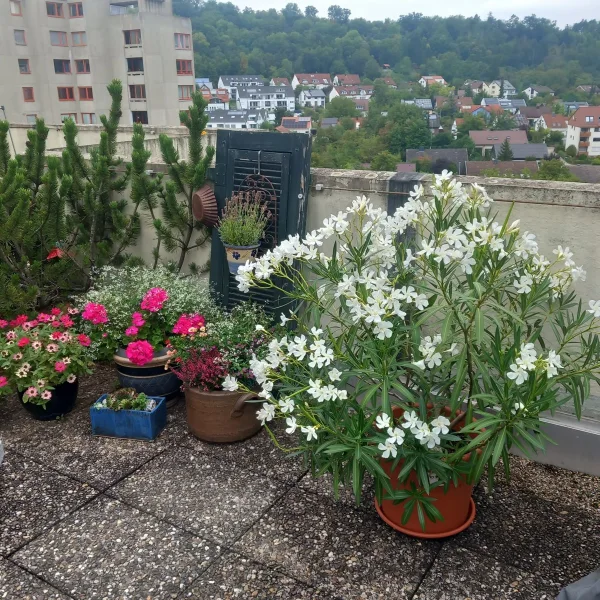 Sommerimpressionen Dachterrasse