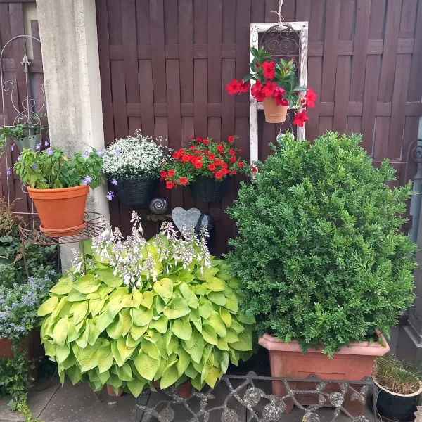 Sommerimpressionen Dachterrasse