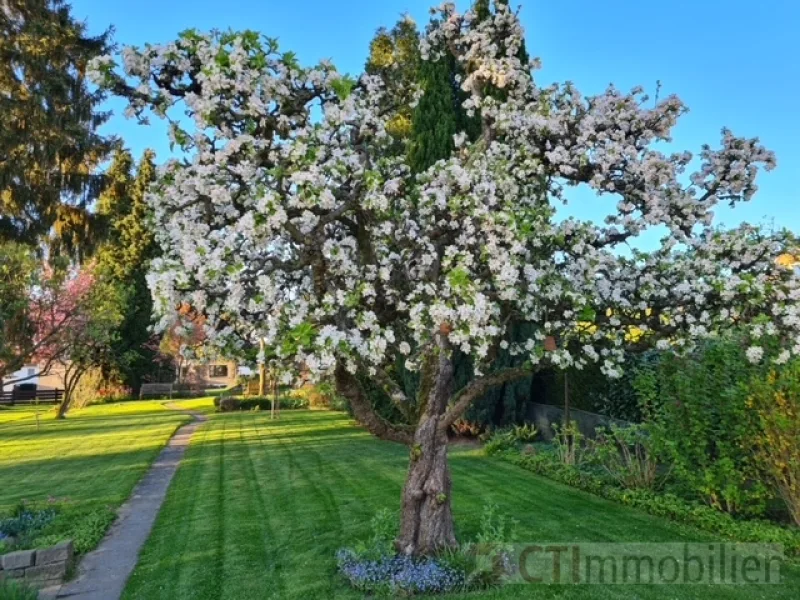 Der Garten im Frühling 1