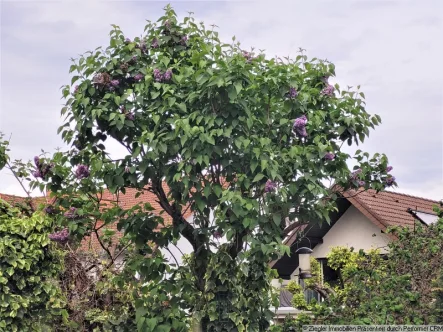 01 Aussicht - Haus mieten in Eppelheim - Hübsche freistehende Villa in Eppelheim - 1003867