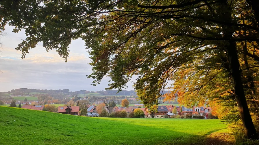 Ausblick Wiese