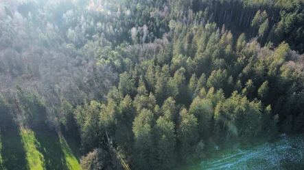   - Grundstück kaufen in Babensham / Brudersham - Waldfläche mit primär Fichtenbestand - Zufahrt gesichert