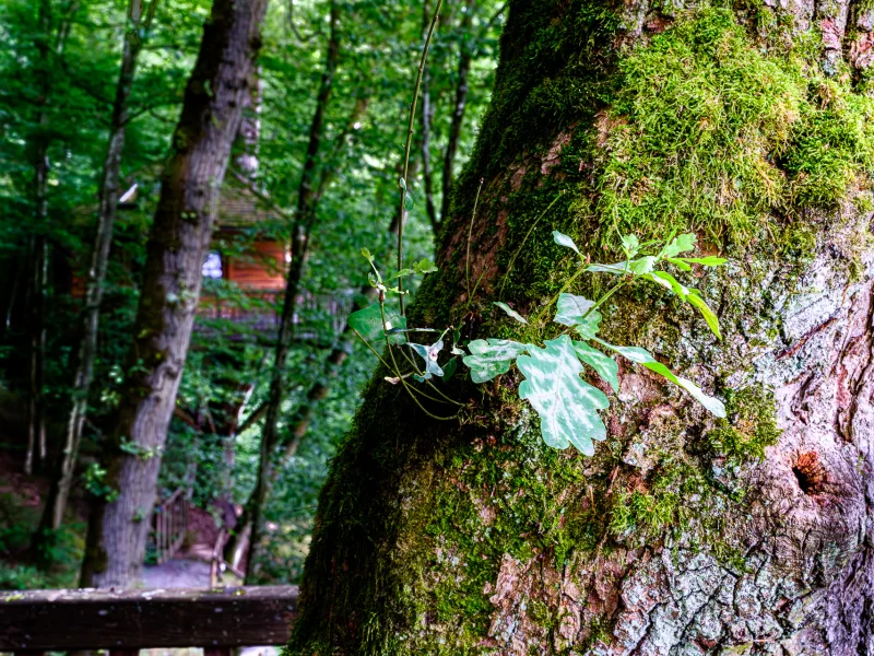 Leben in der Eiche