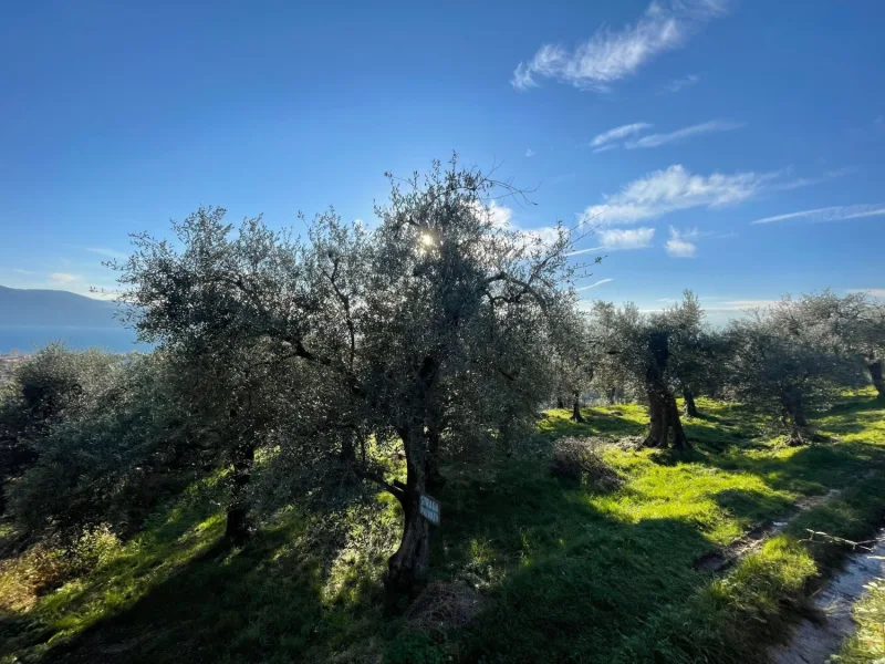 Olivenhain - Grundstück kaufen in Toscolano - Gardasee: Olivenhain mit ca. 250 Olivenbäumen und Seeblick in Toscolano-Maderno