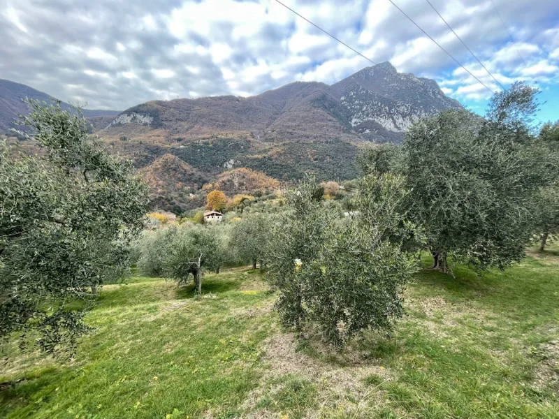 hübsche Olivenbäume
