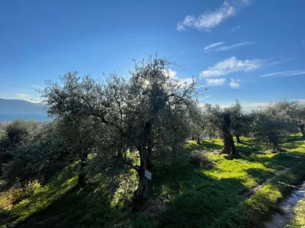 Olivenhain - Grundstück kaufen in Toscolano - Olivenhain mit ca. 250 Olivenbäumen und Seeblick in Toscolano-Maderno