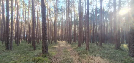 Bild 1 - Land- und Forstwirtschaft kaufen in Spalt - Wald zu verkaufen! Gemarkung Mühlstetten - zwischen Spalt-Großweingarten u. Stirn