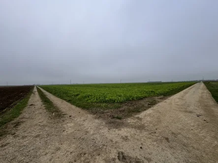 Ansicht von Osten - Land- und Forstwirtschaft kaufen in Königsbrunn - TOP Ackerfläche zwischen Königsbrunn und Oberottmarshausen "Bobinger Feld"