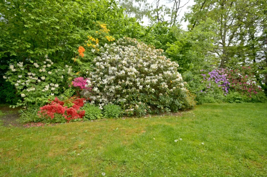 große blühende Ziersträucher im Garten