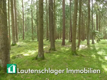 sehr guter Baumbestand - Grundstück kaufen in Pilsach / Litzlohe - Top Waldfläche in Pilsach - Litzlohe-auch teilbar-