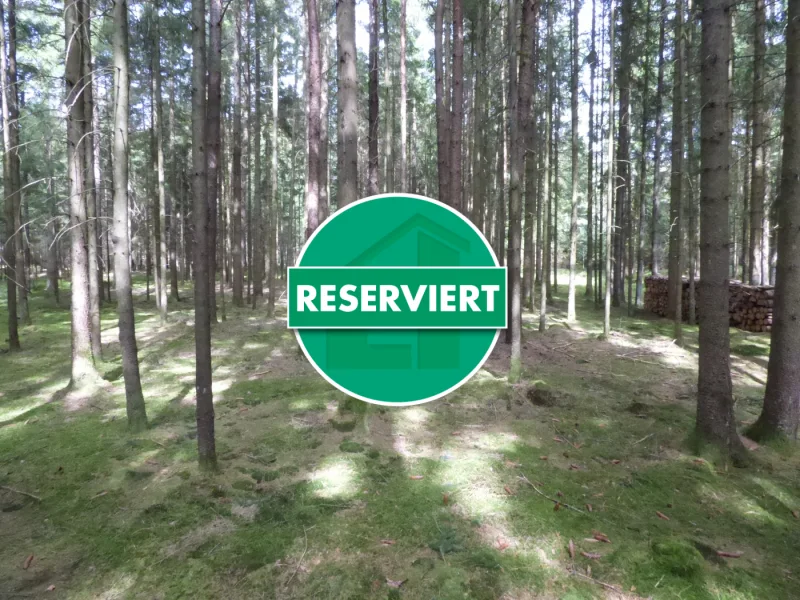 gepflegter Wald - Grundstück kaufen in Pilsach / Litzlohe - Optimaler Wald für Privathaushaltein Pilsach - Litzlohe