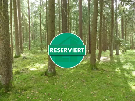 _sehr guter Baumbestand - Grundstück kaufen in Pilsach / Litzlohe - Top Waldfläche in Pilsach - Litzlohe