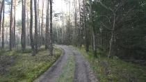 praktischer Weg durch das Waldstück