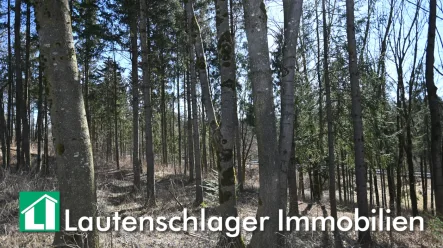 Mischwald - Grundstück kaufen in Deining / Kleinalfalterbach - Mischwald oder Ausgleichsfläche bei Deining - Kleinalfalterbach