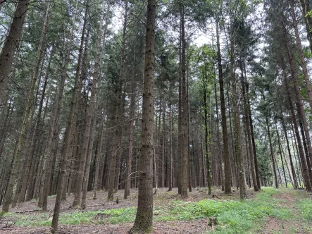 Waldbestand - Land- und Forstwirtschaft kaufen in Mauth - DIPLOM-Immowirt MAIER !! schönes WALD-Grundstück tolle Zufahrt !!