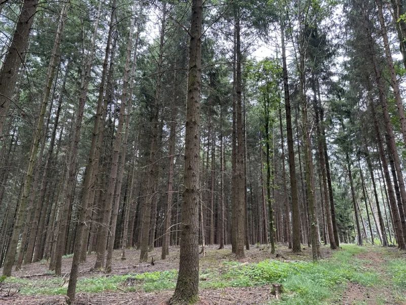 Waldbestand - Land- und Forstwirtschaft kaufen in Mauth - DIPLOM-Immowirt MAIER !! schönes WALD-Grundstück tolle Zufahrt !!