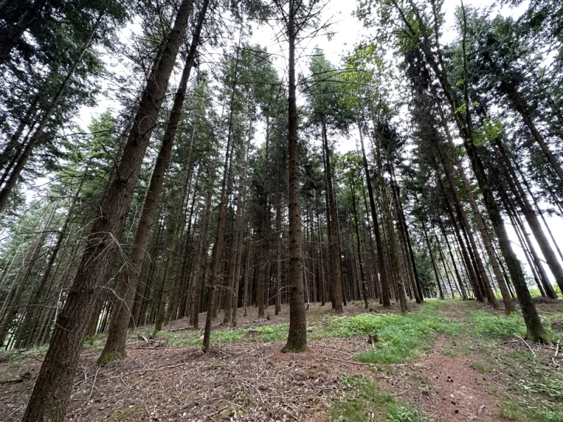 Waldbestand