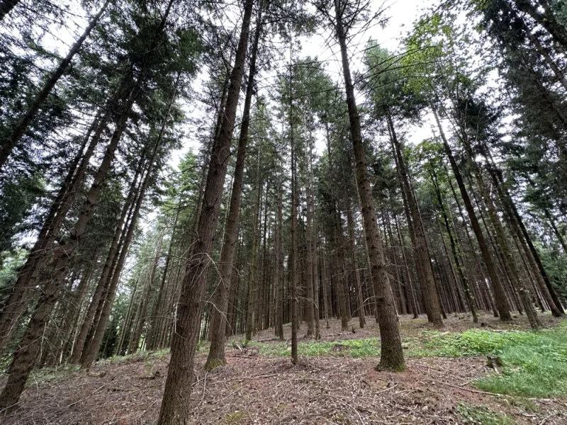 Waldbestand