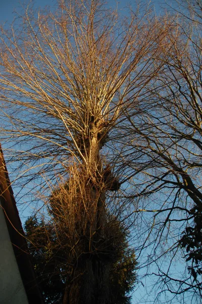 Impressionen aus dem Garten