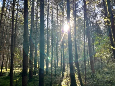  - Grundstück kaufen in Albaching / Kalteneck - Waldgrundstück mit gutem Baumbestand nahe Albaching