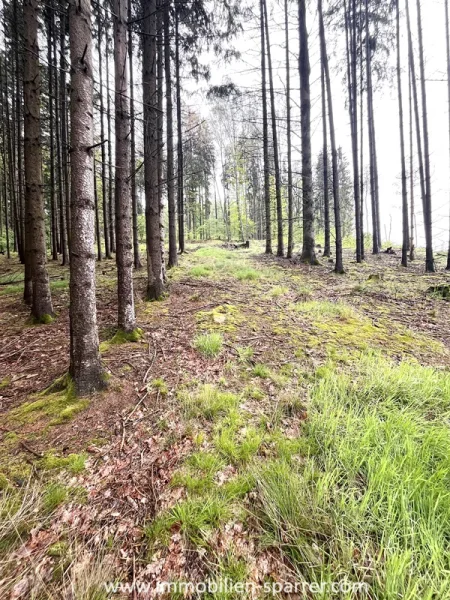  - Land- und Forstwirtschaft kaufen in Waidhaus  - Wald- und Landwirtschaftsfläche in Waidhaus