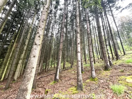  - Land- und Forstwirtschaft kaufen in Waidhaus - Waldfläche mit Baumbestand in Waidhaus