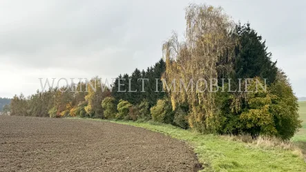 Bild 1 - Grundstück kaufen in Langenbach - Attraktives Waldgrundstück