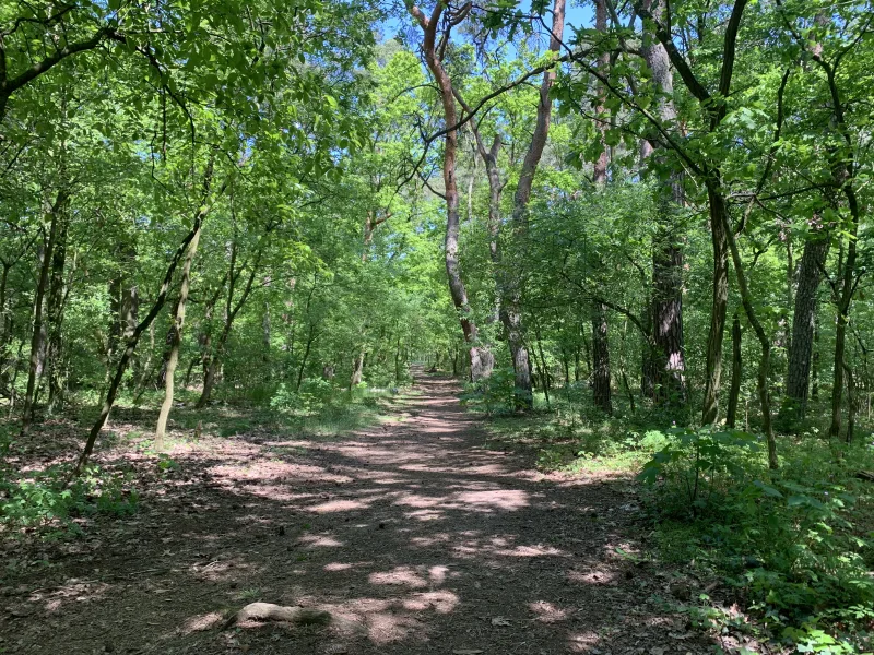 Waldweg zum Bahnhof Elstal