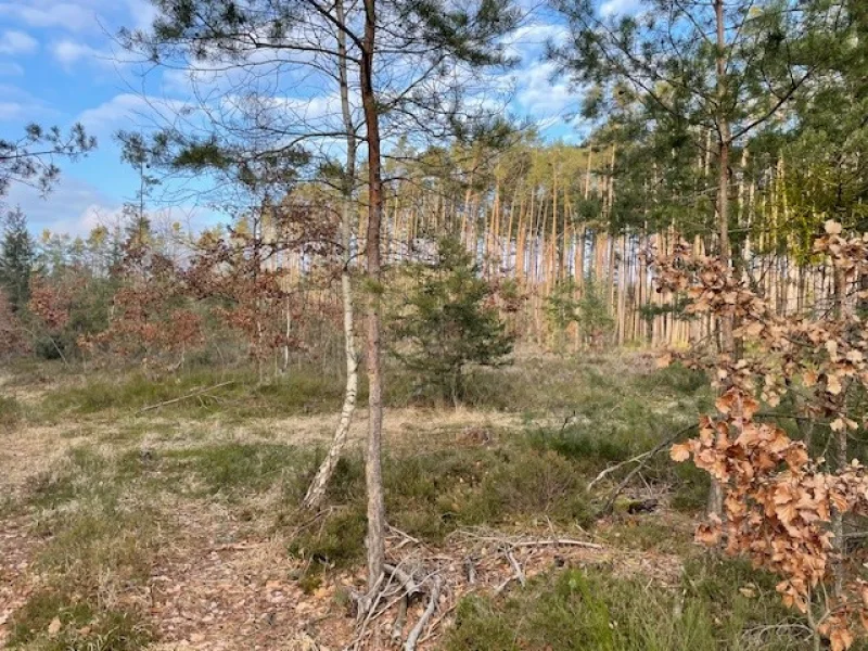 Ansicht Nordteil - Grundstück kaufen in Langlau-Pfohfeld - Überschaubare Waldfläche mit guter Verkehrsanbindung nähe Brombachsee