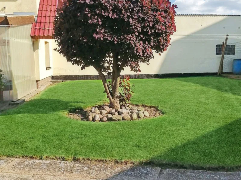 Baum in voller Blüte 