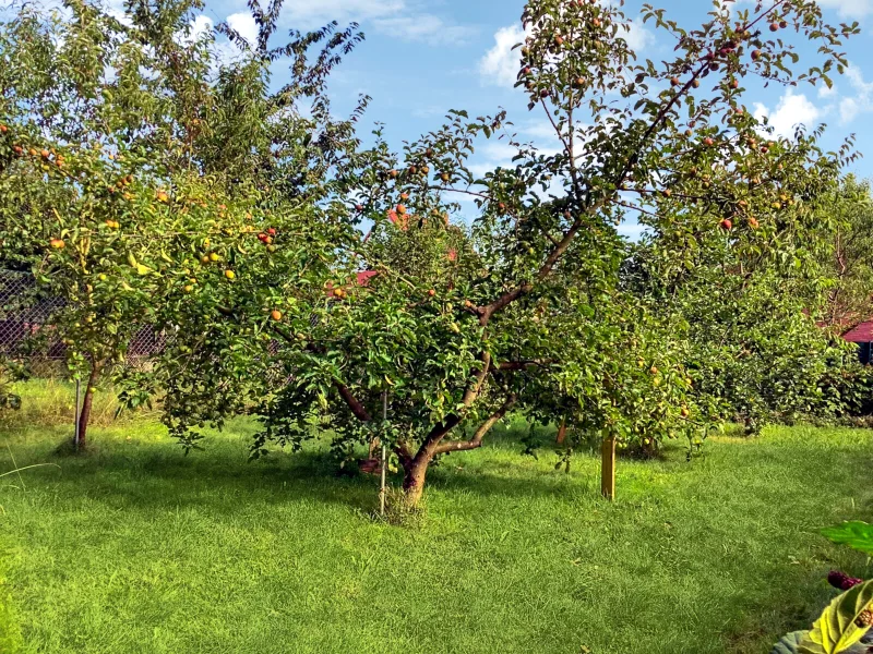 Obstbäume 